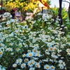 Торопец. Ромашковый сад. Автор: Nikitin_Sergey