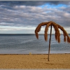 Lone Palm  :) Одинокая пальма. Автор: V@dim Levin