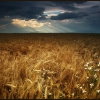 Пшеничное поле. Автор: Oleg Domalega