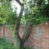 Дерево приросшее к стене. Автор: insider51