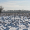 Большая поляна на острове около Старой Зимы. Автор: Vadim Stepanov (dfl)