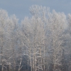 Зимние тополя (на ОКА), г. Зима, Иркутская обл., январь 2012. Автор: Vadim Stepanov (dfl)